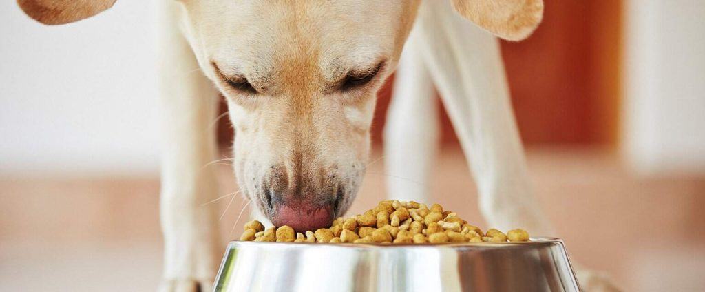 best-dog-food-for-arthritis-2021