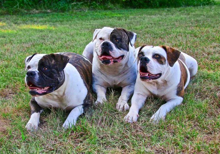 Best Dog Food for English Bulldogs - DFW Dog Quest