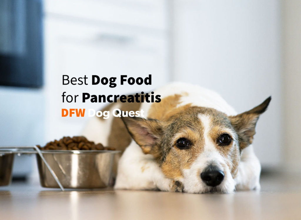 10 Best Dog Food for Pancreatitis