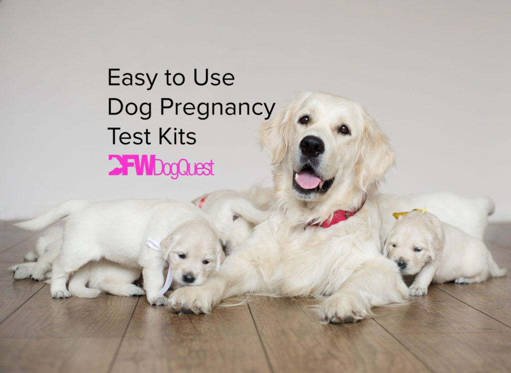 8-easy-to-use-dog-pregnancy-test-kits-2022