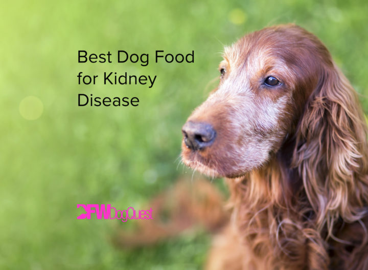 9 Best Dog Food for Kidney Disease [2022]